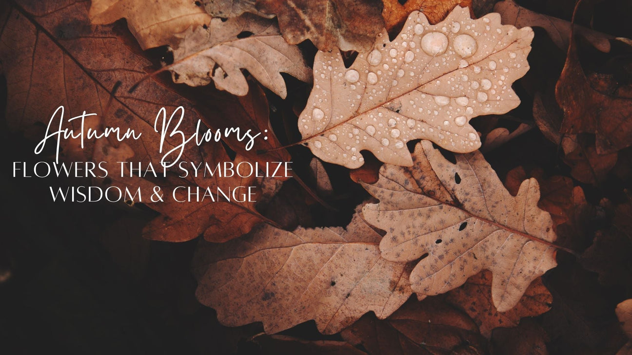 🍂 Autumn Blooms: Flowers That Symbolize Wisdom & Change